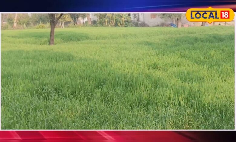 गेहूं की पत्तियां पड़ गई है पीली? जानें कारण, उपाय और फसल को हरा-भरा रखने का आसान तरीका