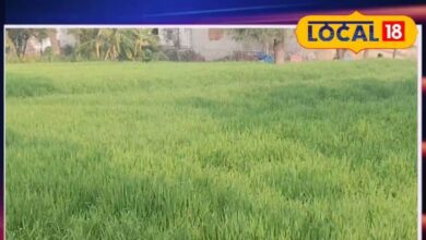 गेहूं की पत्तियां पीली होने पर क्या करें? | Wheat Leaf Yellowing Treatment and Solutions 2026.