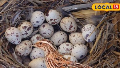 छोटा अंडा, बड़े फायदे! ठंड में खुद को फिट रखने के लिए डाइट में शामिल करें 'बटेर का अंडा' जानें इसके 5 बेमिसाल फायदे - Uttar Pradesh News