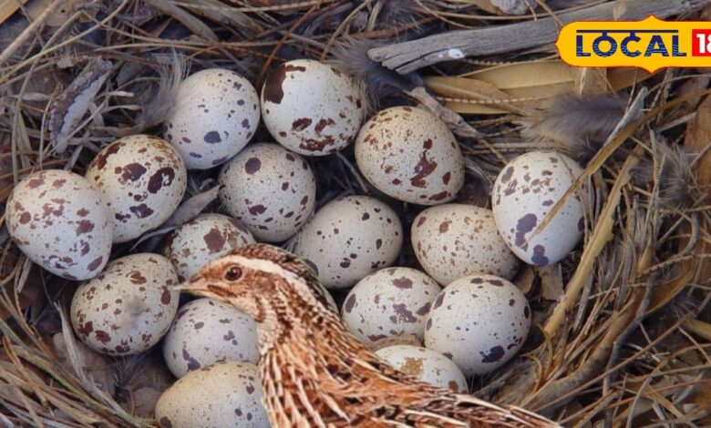 छोटा अंडा, बड़े फायदे! ठंड में खुद को फिट रखने के लिए डाइट में शामिल करें 'बटेर का अंडा' जानें इसके 5 बेमिसाल फायदे - Uttar Pradesh News