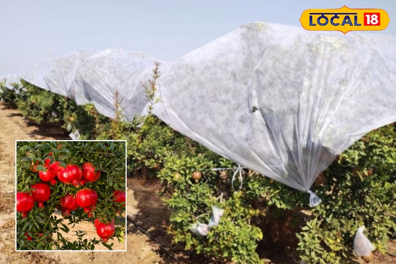 सर्द हवाओं के बीच जालोर के किसान अनार फसल की सुरक्षा में जुटे...