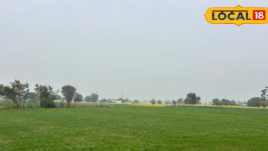 जौ और गेहूं की फसल पर बढ़ गया है दीमक का खतरा? किसान इस दवा का करें छिड़काव, नियंत्रण में मिलेगी मदद