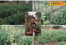 झुकते पौधों से बचाव का देसी जुगाड़, 45 दिन बाद अपनाएं ये तकनीक, नहीं सड़ेगा टमाटर