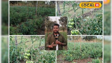 झुकते पौधों से बचाव का देसी जुगाड़, 45 दिन बाद अपनाएं ये तकनीक, नहीं सड़ेगा टमाटर