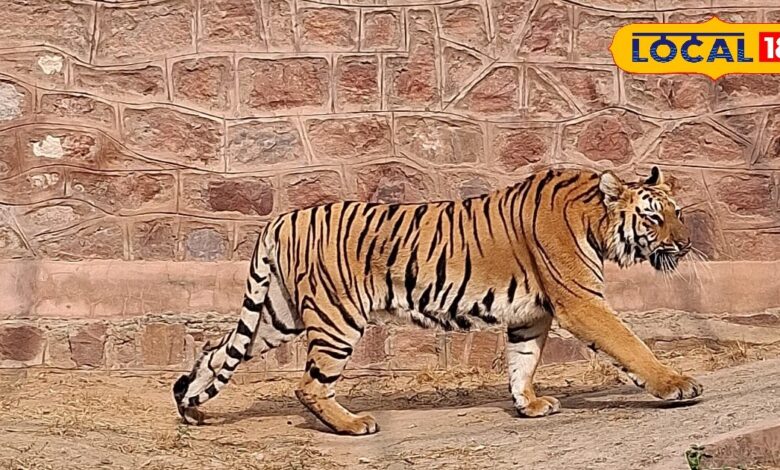 टाइगर एंथनी की नई लव स्टोरी