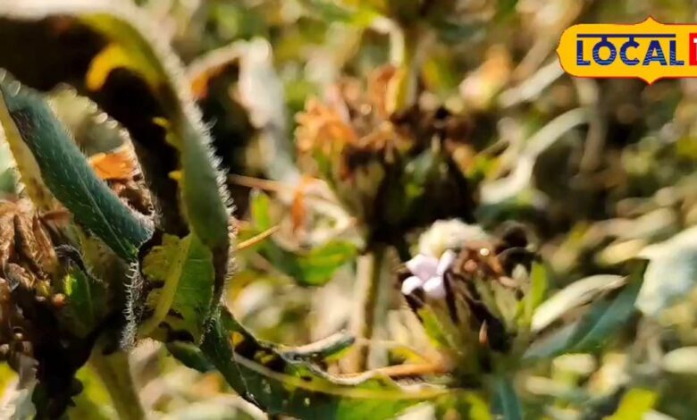 ताकत का भंडार है... तालाब किनारे मिलने वाली ये औषधि, डायबिटीज, आर्थराइटिस में कारगर, पथरी की दुष्मन! - Madhya Pradesh News