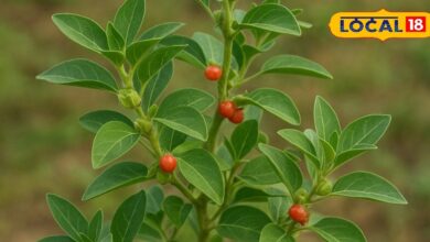 दुबला-पतला कहनेवालों को बोलती होगी बंद! बनेगी ऐसी बॉडी, सब पूछेंगे राज, डाइट बदलने की भी जरुरत नहीं