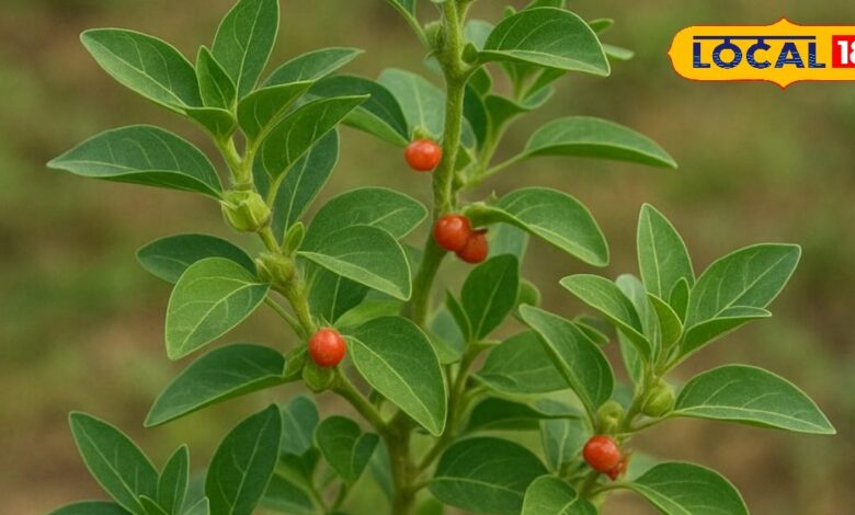 दुबला-पतला कहनेवालों को बोलती होगी बंद! बनेगी ऐसी बॉडी, सब पूछेंगे राज, डाइट बदलने की भी जरुरत नहीं