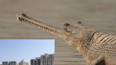 नए साल में कोटा को बड़ी सौगात! 1.5 लाख लोगों को मिली राहत; चंबल घड़ियाल अभयारण्य से 732 हेक्टेयर क्षेत्र मुक्त