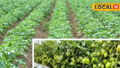नागौर: आलू-टमाटर की फसल में झुलसा रोग से बचाव के उपाय