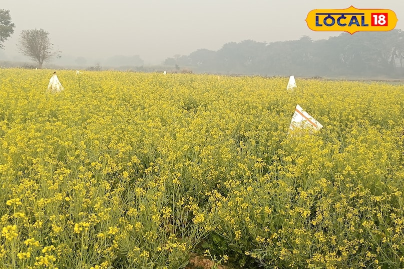 सरसों की खेती 