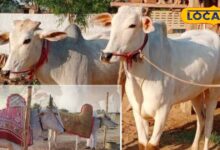 नागौरी बैल की पहचान और कीमत