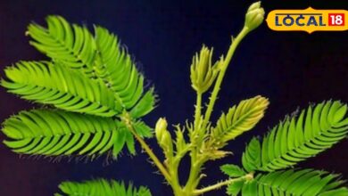 नाम में अजब-गजब, इस्तेमाल में कमाल... यह पौधा कई बीमारियों का काल, महिलाओं के लिए खास - Uttar Pradesh News