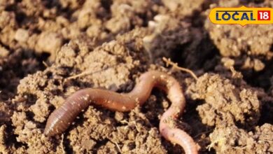 नौकरी नहीं मिल रही? 50 हजार में शुरू करें ये काम और बनें आत्मनिर्भर, हर 60 दिन में होगी तगड़ी कमाई! - Uttar Pradesh News