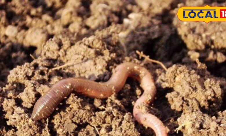 नौकरी नहीं मिल रही? 50 हजार में शुरू करें ये काम और बनें आत्मनिर्भर, हर 60 दिन में होगी तगड़ी कमाई! - Uttar Pradesh News