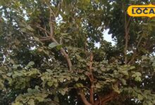 पंच गौरव योजना में शामिल है धौलपुर का करंज वृक्ष, वन विभाग 50 हजार वृक्ष करेगा तैयार,सालों तक रहता है जीवित!