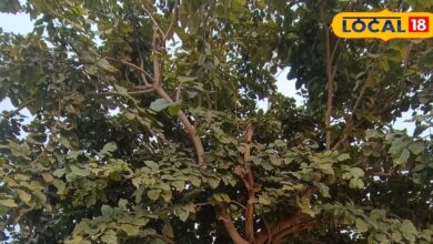 पंच गौरव योजना में शामिल है धौलपुर का करंज वृक्ष, वन विभाग 50 हजार वृक्ष करेगा तैयार,सालों तक रहता है जीवित!