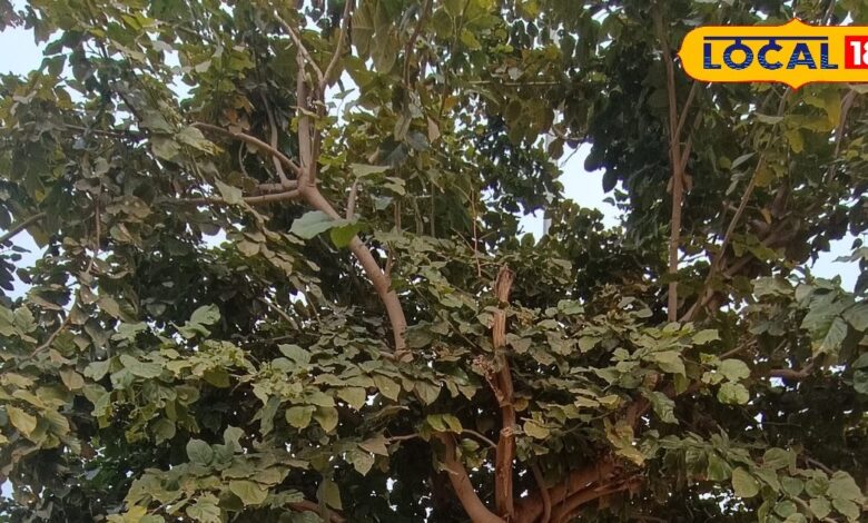 पंच गौरव योजना में शामिल है धौलपुर का करंज वृक्ष, वन विभाग 50 हजार वृक्ष करेगा तैयार,सालों तक रहता है जीवित!