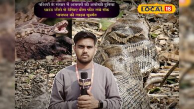 पक्षियों के स्वर्ग में 20 फीट लंबे अजगरों का डेरा, लोगों ने देखा तो रह गए शॉक्ड!