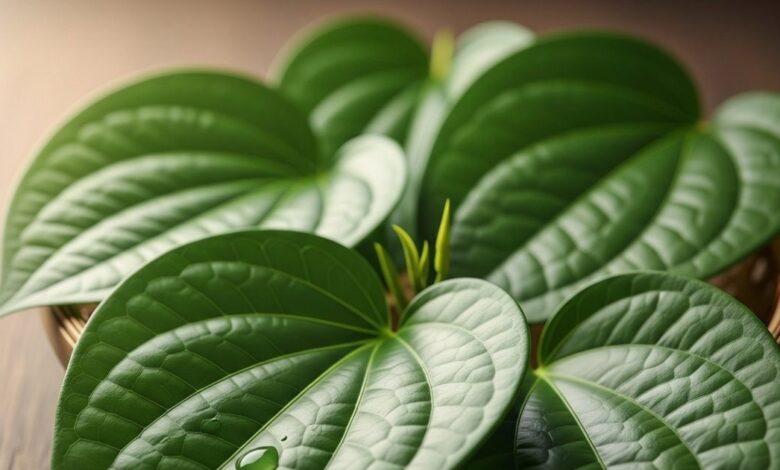 पान के पत्ते के औषधीय फायदे| can we eat betel leaf daily