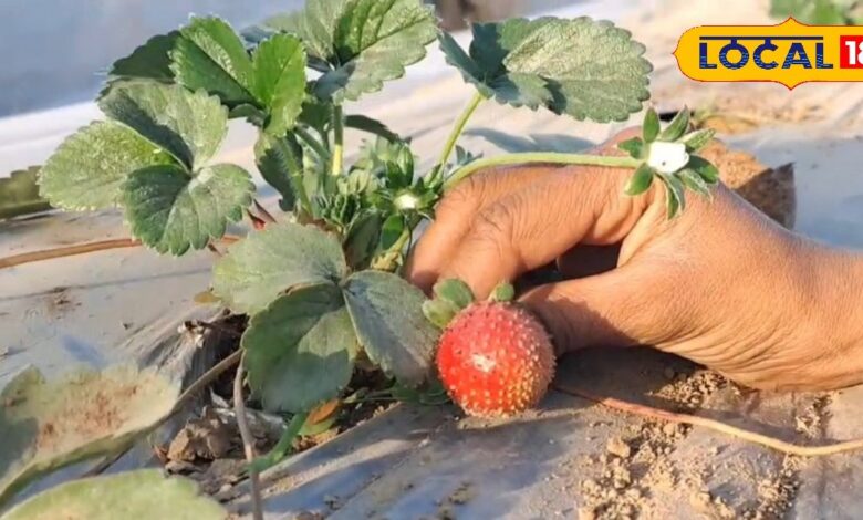 पारंपरिक खेती छोड़ किसान ने अपनाई स्ट्रॉबेरी की राह, कम जमीन में मुनाफे की नई कहानी लिखने को हो रहे तैयार