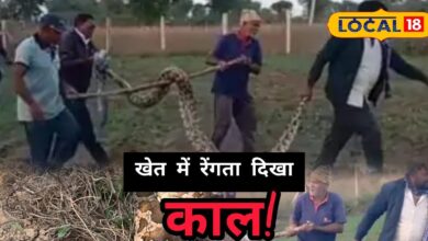 पाली में 13 फीट लंबा अजगर: खेत में मची दहशत