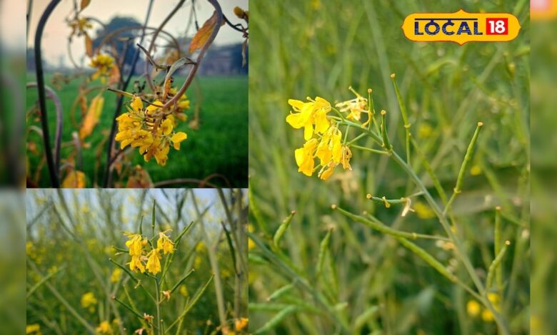 पाले की मार से सरसों की फसल को कैसे बचाएं? जानिए कारगर देसी तरीके – News18 हिंदी