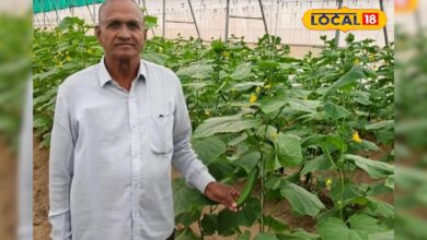 पॉली हाउस से बदला किसान का भाग्य, खेती से हो रही है लाखों की इनकम, कैसे देखें वीडियो