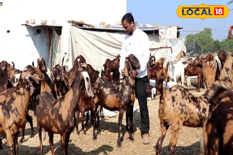 गोट फार्मिंग 