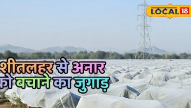 बाड़मेर के किसान ने खोजा अनोखा तरकीब, सर्दियों में ऐसे बचा रहे अनार की फसल, फल भी रहता है रोगमुक्त