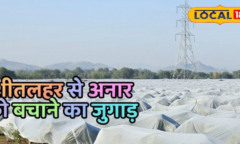 बाड़मेर के किसान ने खोजा अनोखा तरकीब, सर्दियों में ऐसे बचा रहे अनार की फसल, फल भी रहता है रोगमुक्त