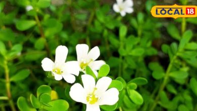 बिना दवा दिमाग को दें आराम, ब्राह्मी के पत्तों से पाएं सिर के भारीपन और मानसिक थकान से राहत, जानें तरीका