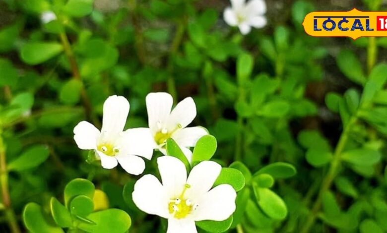 बिना दवा दिमाग को दें आराम, ब्राह्मी के पत्तों से पाएं सिर के भारीपन और मानसिक थकान से राहत, जानें तरीका