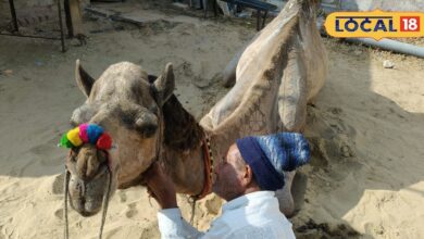 बीकानेर में ऊंटों का ब्यूटी पार्लर! फर कटिंग से सज रहे ‘रेगिस्तान के जहाज’, कला बनी पर्यटकों का आकर्षण