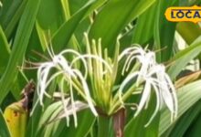 बुखार से लेकर बवासीर तक, एक ही पौधे से मिलता है हजारों बीमारियों में इलाज, जानिए कैसे करें इस्तेमाल - Uttar Pradesh News