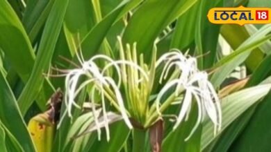 बुखार से लेकर बवासीर तक, एक ही पौधे से मिलता है हजारों बीमारियों में इलाज, जानिए कैसे करें इस्तेमाल - Uttar Pradesh News