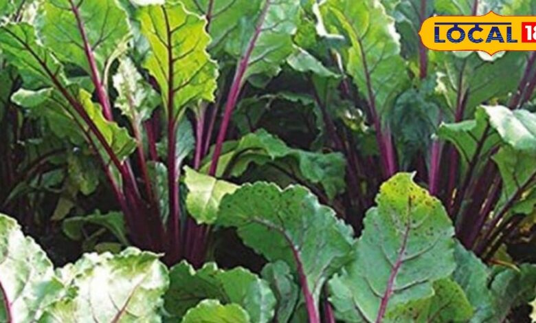 बेकार समझकर न फेंकें इस पेड़ के पत्ते, औषधीय गुणों का खजाना!