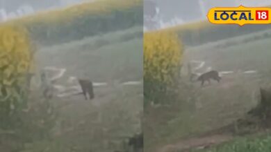 भरतपुर के उच्चैन में लेपर्ड की दहशत, हबीवपुर के जंगलों के बीच दिखा शिकारी, किसानों में डर