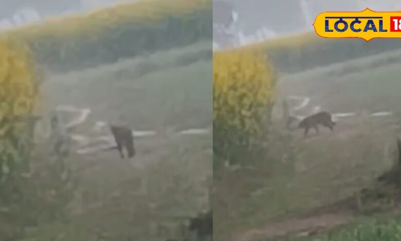 भरतपुर के उच्चैन में लेपर्ड की दहशत, हबीवपुर के जंगलों के बीच दिखा शिकारी, किसानों में डर