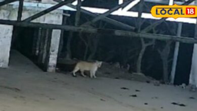 मंदिर में अचानक घूमता हुआ नजर आया खूंखार जीव, सीसीटीवी में कैद हुई मूवमेंट, इलाके में फैली दहशत