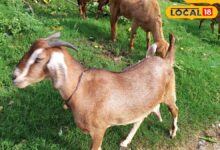 मच्छरों से फैलती है बकरियों में ब्लू टंग बीमारी, नीली जीभ बनती है मौत की वजह, वीडियो में डॉक्टर ने बताया बचाव का उपाय