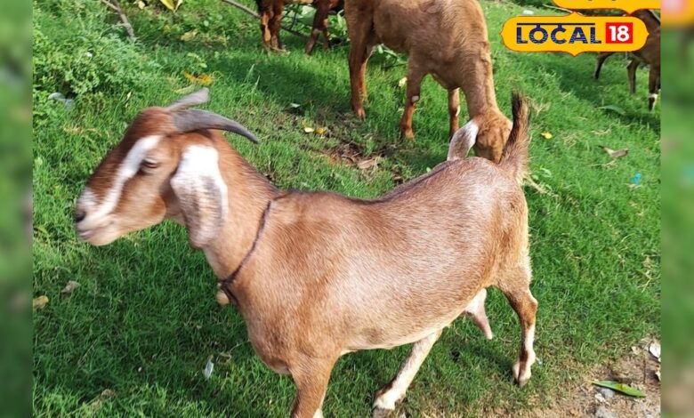 मच्छरों से फैलती है बकरियों में ब्लू टंग बीमारी, नीली जीभ बनती है मौत की वजह, वीडियो में डॉक्टर ने बताया बचाव का उपाय