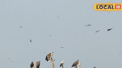 यूरोप से उड़कर बीकानेर पहुंचे कई प्रजाति के वल्चर, जोड़बीड़ क्षेत्र बना “गिद्धों का स्वर्ग”, देखें रिपोर्ट