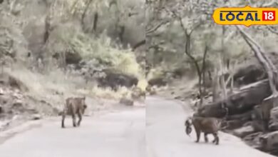रणथंभौर में बाघिन सुल्ताना का मूवमेंट, त्रिनेत्र गणेश मार्ग पर नवजात शावकों को मुंह में दबाकर बदलती दिखी ठिकाना!