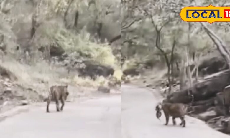 रणथंभौर में बाघिन सुल्ताना का मूवमेंट, त्रिनेत्र गणेश मार्ग पर नवजात शावकों को मुंह में दबाकर बदलती दिखी ठिकाना!