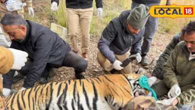 रणथंभौर से मुकंदरा पहुंचा ताकतवर टाइगर टी-2408! बाघों की गिनती बढ़ी, जंगल में बढ़ी हलचल