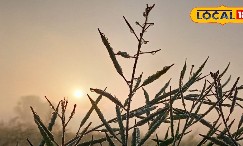 राजस्थान का मौसम: राजस्थान में अगले 48 घंटे भारी! कोहरे के चलते विजिबिलिटी शून्य, जयपुर समेत इन जिलों में कोल्ड डे का प्रकोप