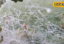 राजस्थान का मौसम: राजस्थान में मौसम की मार! डीग में बारिश, सीकर-नागौर में घना कोहरा, इन जिलों में येलो अलर्ट