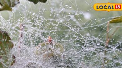 राजस्थान का मौसम: राजस्थान में मौसम की मार! डीग में बारिश, सीकर-नागौर में घना कोहरा, इन जिलों में येलो अलर्ट