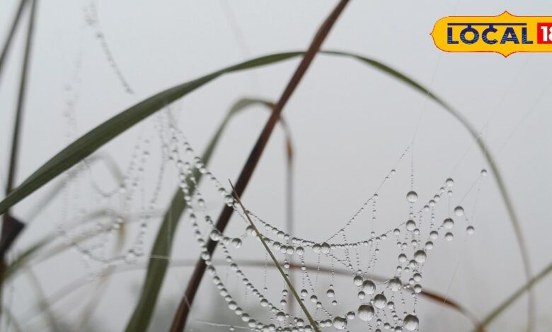 राजस्थान का मौसम: वेस्टर्न डिस्टरबेंस का कहर! राजस्थान में दिन-रात कड़ाके की ठंड, 4 जनवरी से कोल्ड वेव अलर्ट